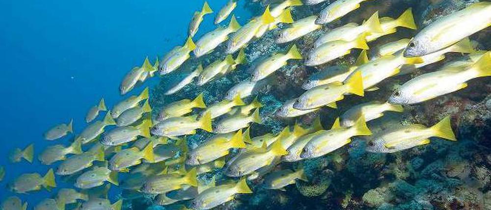 Orientierung. Im Internet zählt die Meinung vieler Nutzer. Wie im Fischschwarm erleichtert die Gruppe Entscheidungen.