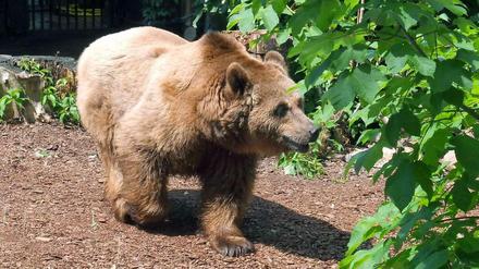 Allein in Mitte. Die Stadtbärin Schnute soll jetzt auf jeden Ball im Zwinger am Köllnischen Park bleiben.