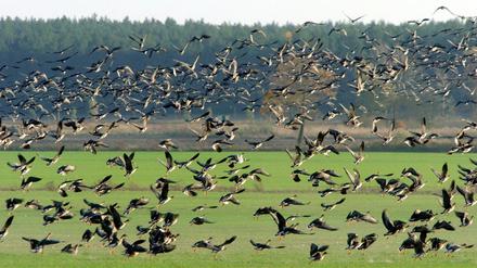 Sieht schön aus. Kann aber auch gefährlich werden, nicht nur für die Tiere. Gänse in Brandenburg.