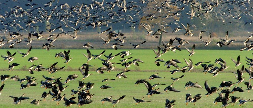 Sieht schön aus. Kann aber auch gefährlich werden, nicht nur für die Tiere. Gänse in Brandenburg.