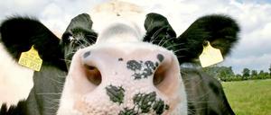 Müssen wir beim Kauf von Rindfleisch künftig auch auf den Methanausstoß der Kuh achten?