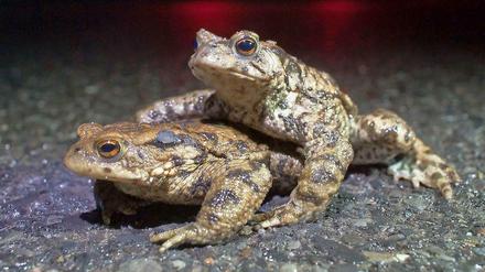 Naturwächter erklären am Sonnabend auf einer Rundfahrt durch den Naturpark Hoher Fläming die Bedeutung von Tümpeln für Frösche, Unken, Kröten, Molche und andere Amphibien.