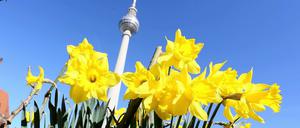 In voller Blüte. Die ersten Frühlingsboten haben sich bereits vor dem Berliner Fernsehturm versammelt.