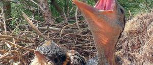 Kuckuckskind im Nest