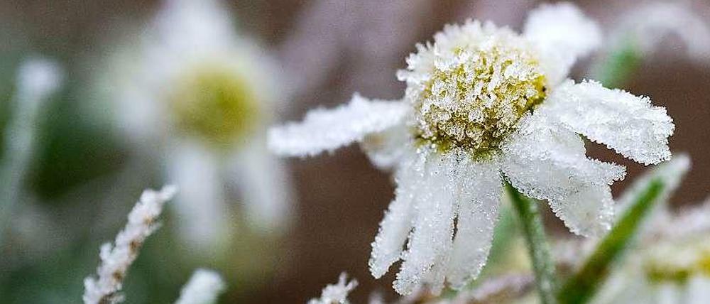 Eine gefrorene Blume