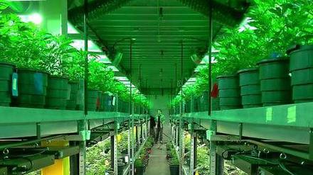 Blick in das Geschäft "Medicine Man" in Denver, in dem Marihuana legal gezüchtet und verkauft wird. Seit Marihuana im US-Bundesstaat Colorado legalisiert wurde, brummt dort das Geschäft mit dem "Gras".