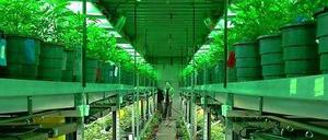 Blick in das Geschäft "Medicine Man" in Denver, in dem Marihuana legal gezüchtet und verkauft wird. Seit Marihuana im US-Bundesstaat Colorado legalisiert wurde, brummt dort das Geschäft mit dem "Gras". 
