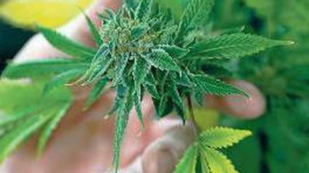 Cannabis.