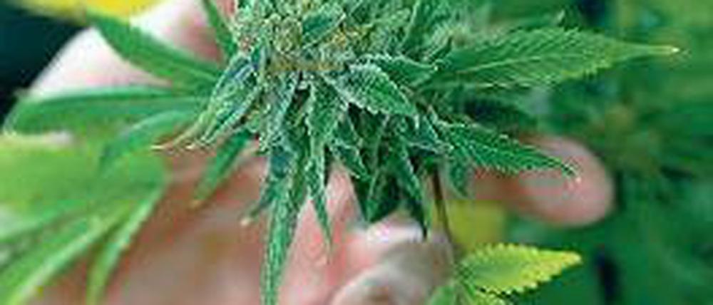 Cannabis.