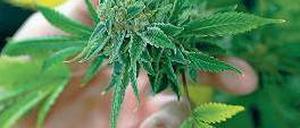 Cannabis.