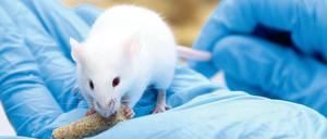 Eine weiße Labormaus sitzt auf der Hand eines Labormitarbeiters und nagt an einem Futterstückchen.