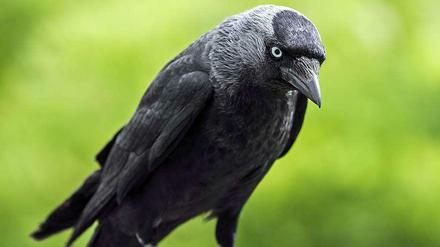 Gefährlicher Nestbauer: die Krähenart Dohle