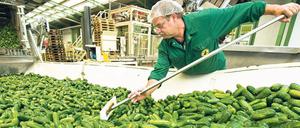 Tausende Aushilfen werden allein in Brandenburg eingesetzt – bei der Gurkenernte oder als Spargelstecher. 