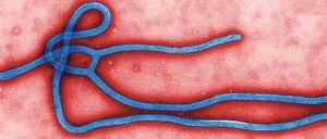 Ebola