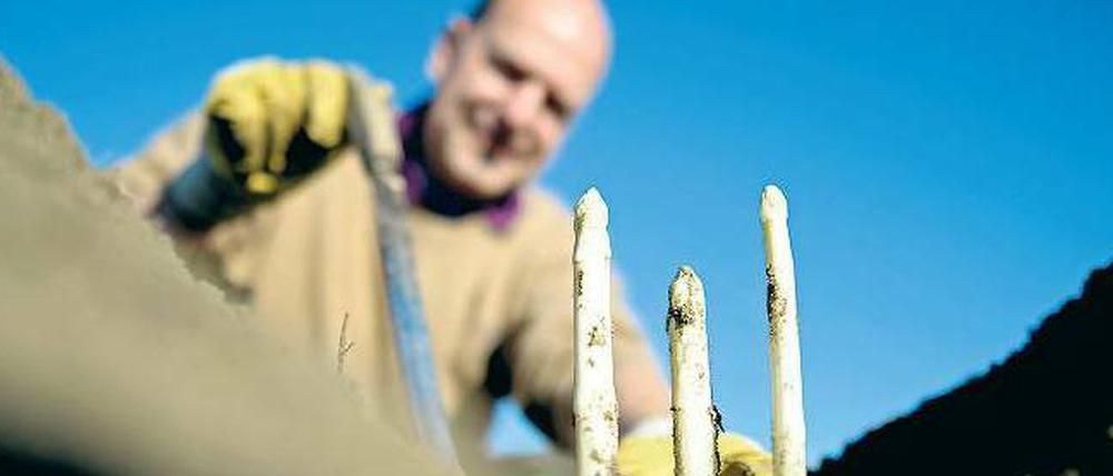 Stramme Stangen. Sven Hager vom Spargelhof Kleistow hat ihn – den ersten Brandenburger Spargel. Er wächst auf einem Feld nahe Ruhlsdorf und wird ab dem Wochenende verkauft.