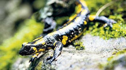 Dieser Feuersalamander hat sich in den Wildpark Hundshaupten in Bayern zurückgezogen, wo er weiter wild leben kann. 
