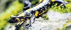 Dieser Feuersalamander hat sich in den Wildpark Hundshaupten in Bayern zurückgezogen, wo er weiter wild leben kann. 