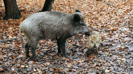 Stadtbewohner. Wildschweine sind besonders in den Randbereichen Berlins kein ungewöhnlicher Anblick.