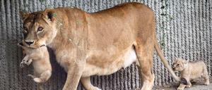Löwin mit Jungen: Geplanter Generationswechsel und "natürliches Rudelverhalten" erfordert die Einschläferung.