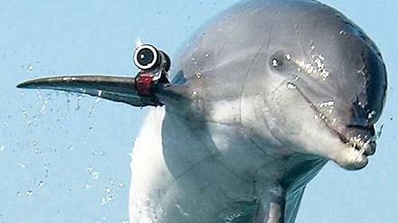 Im Militäreinsatz. Russen und Amerikaner setzen Delfine seit den 60er Jahren vor allem zu Aufklärungszwecken ein. Das Bild zeigt einen US-Delfin mit Kamera. 