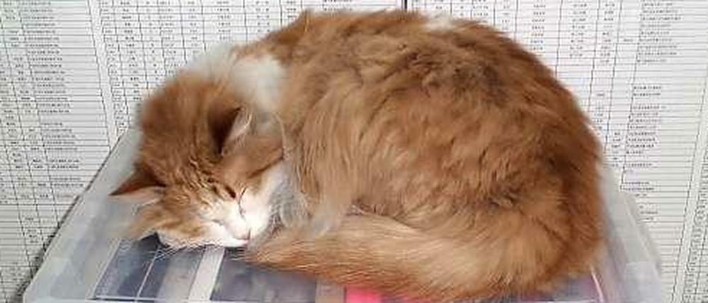 Eine von Ai Weiweis Katzen - im Hintergrund die Namensliste der Kinder, die beim Erdbeben von Sichuan 2008 ums Leben kamen. Der Künstler hatte sie mit einem Team recherchiert - dem Regime passte das gar nicht.