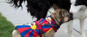 Vorbildlich. Dieser Hund, der im März vor dem Kanzleramt für ein freies Tibet demonstriert, lebt selbst, wie der Karabiner am Rücken beweist, in sozialverträglicher Gefangenschaft.