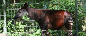 Okapi im Zoo in Berlin-Charlottenburg.