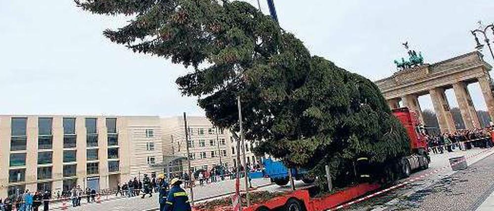 Nordmann? Der Baum am Pariser Platz kommt seit langem aus Norwegen.