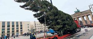 Nordmann? Der Baum am Pariser Platz kommt seit langem aus Norwegen.