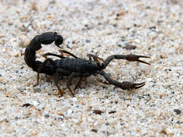 Huch, dachte sich unsere Bloggerin, als ein ungebetener Gast namens Skorpion hereinmarschiert kam.