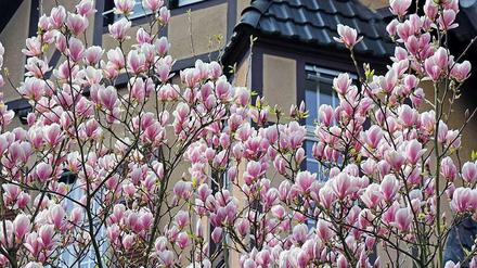 Es blüht so schön, wenn Lichterfelde-Wests Blüten blühen..., ähm, Magnolien.