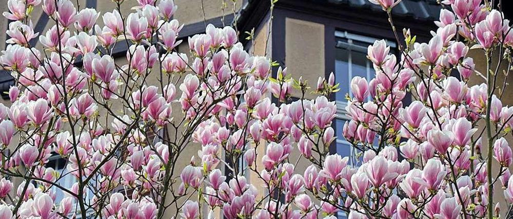 Es blüht so schön, wenn Lichterfelde-Wests Blüten blühen..., ähm, Magnolien.