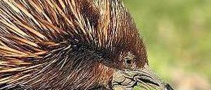 Der Kurzschnabeligel.