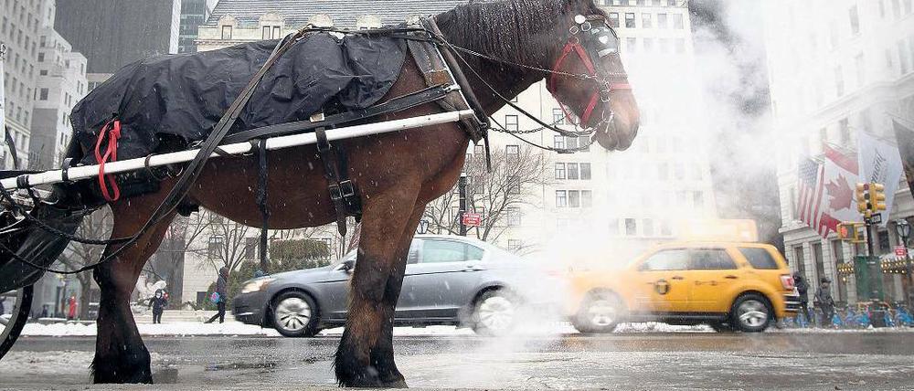 Ein Kutschpferd in New York.