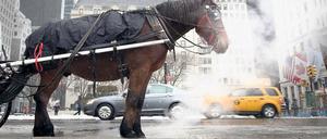Ein Kutschpferd in New York.