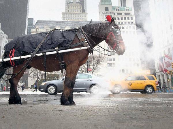 Ein Kutschpferd in New York.