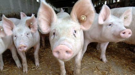 Die Schweinepreise stehen unter Druck.