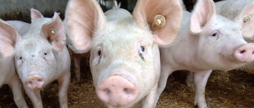 Die Schweinepreise stehen unter Druck.