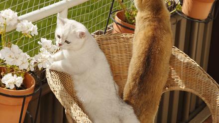 Was ist da unten los? Ein Netz hindert neugierige Vierbeiner daran, vom Balkon zu springen. Bevor sie angebracht werden, muss der Vermieter zustimmen.
