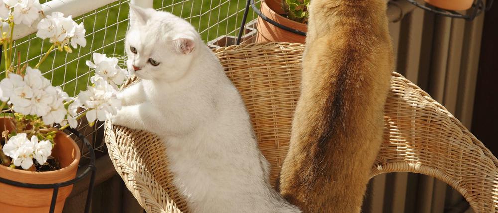 Was ist da unten los? Ein Netz hindert neugierige Vierbeiner daran, vom Balkon zu springen. Bevor sie angebracht werden, muss der Vermieter zustimmen.