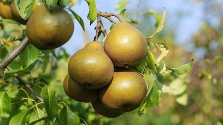 Eine Birne für den Weg? In den Berliner Parks sollen demnächst Obstbäume zum kostenlosen Snacken einladen.