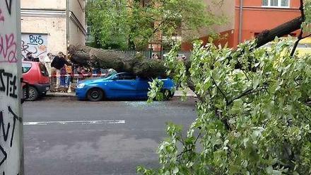 Tiefergelegt. Gut 90 Jahre alt war dieser Baum in einer Treptower Wohnstraße. Am Montag wurde er von einer Windböe aus dem Boden gerissen und fiel auf ein Auto. Ein Pilz hatte das Wurzelwerk zerstört, so dass die Silberlinde keinen Halt mehr hatte.