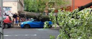 Tiefergelegt. Gut 90 Jahre alt war dieser Baum in einer Treptower Wohnstraße. Am Montag wurde er von einer Windböe aus dem Boden gerissen und fiel auf ein Auto. Ein Pilz hatte das Wurzelwerk zerstört, so dass die Silberlinde keinen Halt mehr hatte.