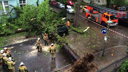 Vom Wind erfasst. In Steglitz stürzte diese Kastanie um.
