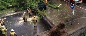 Vom Wind erfasst. In Steglitz stürzte diese Kastanie um.