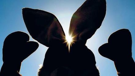 Sonne zwischen den Öhrchen. Zu Ostern locken viele Möglichkeiten für Aktivitäten – und das Wetter soll perfekt werden. 