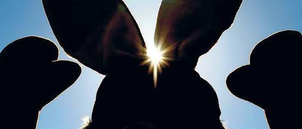 Sonne zwischen den Öhrchen. Zu Ostern locken viele Möglichkeiten für Aktivitäten – und das Wetter soll perfekt werden.