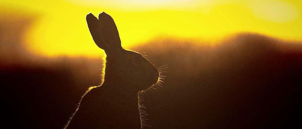 Ein Feldhase sitzt nahe dem Ort Gülpe im Westhavelland im Gegenlicht des Sonnenuntergangs.