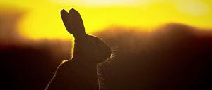 Ein Feldhase sitzt nahe dem Ort Gülpe im Westhavelland im Gegenlicht des Sonnenuntergangs.