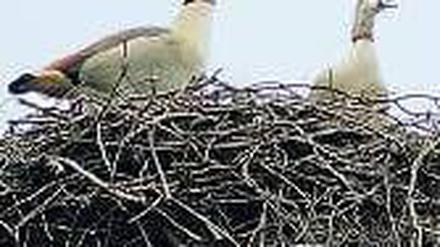 Wir sind schon da. Zwei Nilgänse haben ein Storchennest besetzt. 